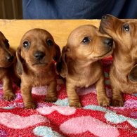 Dachshund (Standard & Miniature) - Both