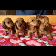 Dachshund (Standard &amp; Miniature) - Both