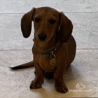 Dachshund (Standard & Miniature) - Both