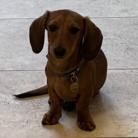 Dachshund (Standard &amp; Miniature) - Both