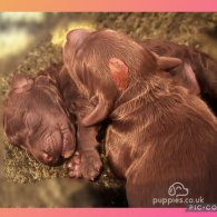 Labradoodle - Dogs