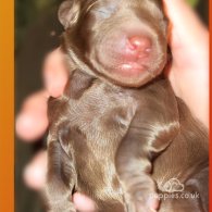 Labradoodle - Dogs