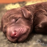 Labradoodle - Dogs