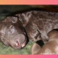 Labradoodle - Dogs