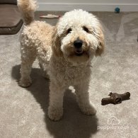 Labradoodle - Both