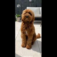 Labradoodle - Both