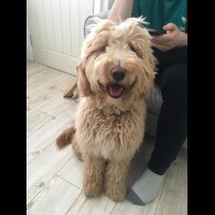 Labradoodle - Both