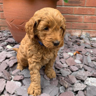 Labradoodle - Both