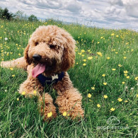 Labradoodle - Both