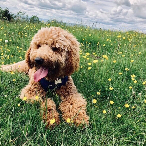 Labradoodle - Both