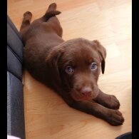 Labrador Retriever - Dogs