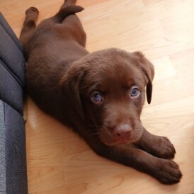 Labrador Retriever - Dogs