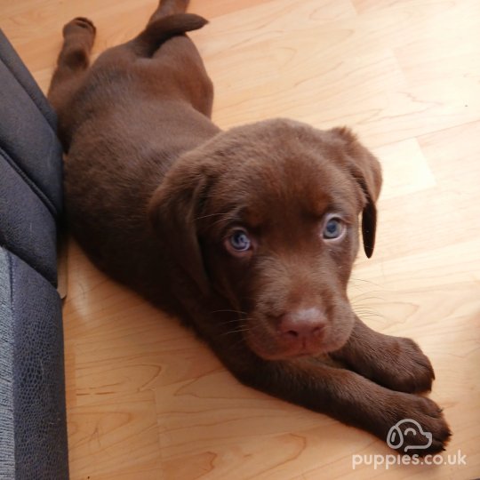 Labrador Retriever - Dogs