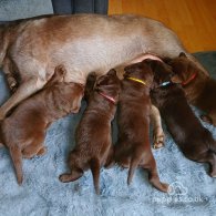 Labrador Retriever - Dogs