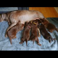 Labrador Retriever - Dogs