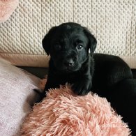 Labrador Retriever - Both