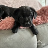 Labrador Retriever - Both