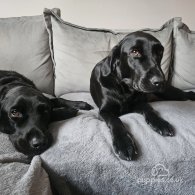 Labrador Retriever - Both