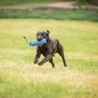 Labrador Retriever - Both