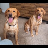 Labrador Retriever - Both