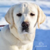 Labrador Retriever - Both