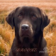 Labrador Retriever - Both