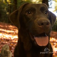 Labrador Retriever - Both