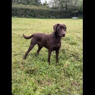 Labrador Retriever