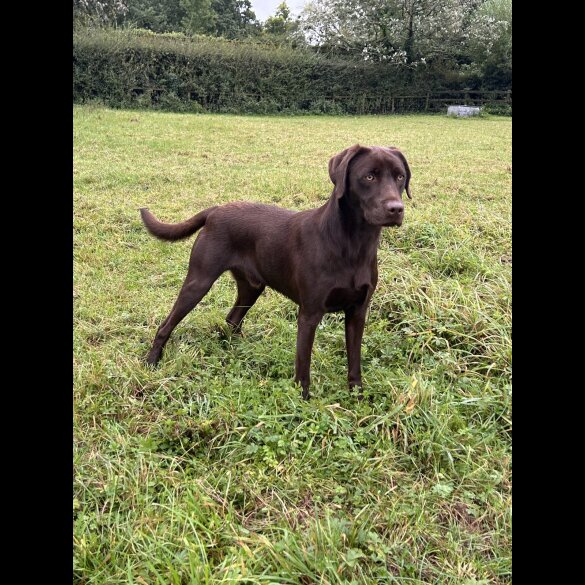 Labrador Retriever