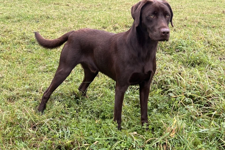 Labrador Retriever