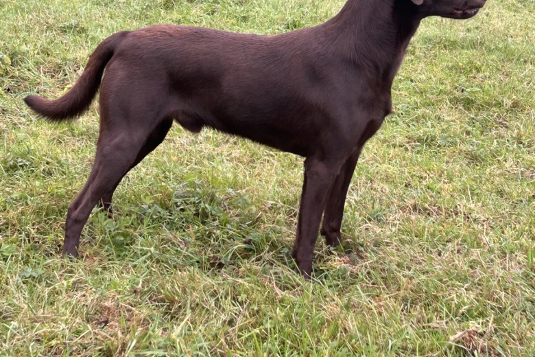 Labrador Retriever