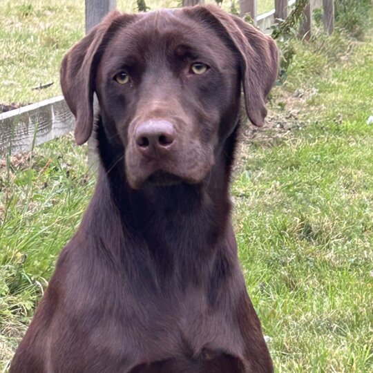 Labrador Retriever