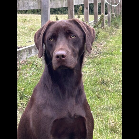 Labrador Retriever