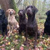 Labrador Retriever