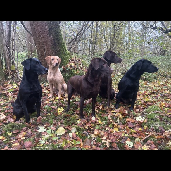 Labrador Retriever