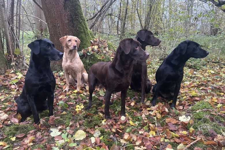 Labrador Retriever