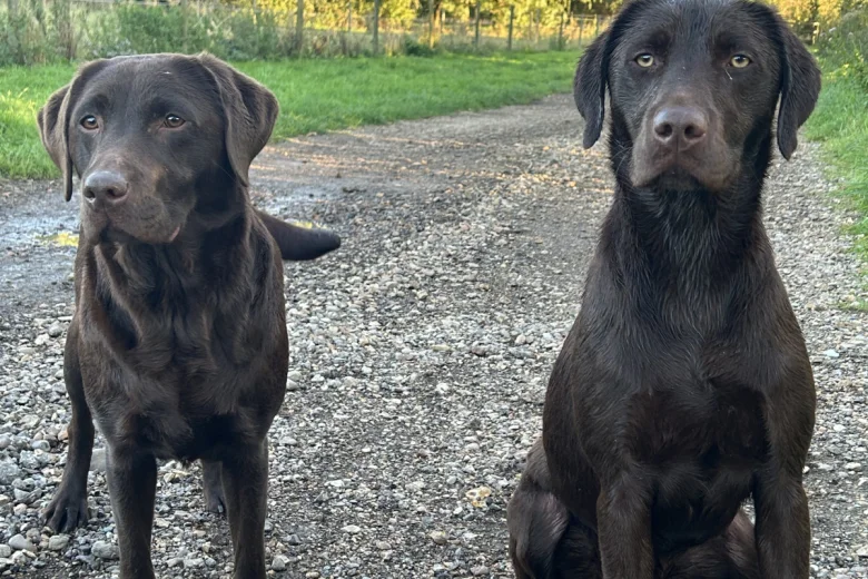 Labrador Retriever