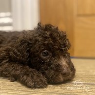 Lagotto Romagnolo - Both