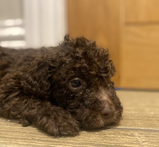 Lagotto Romagnolo