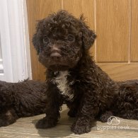 Lagotto Romagnolo - Both