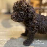 Lagotto Romagnolo - Both