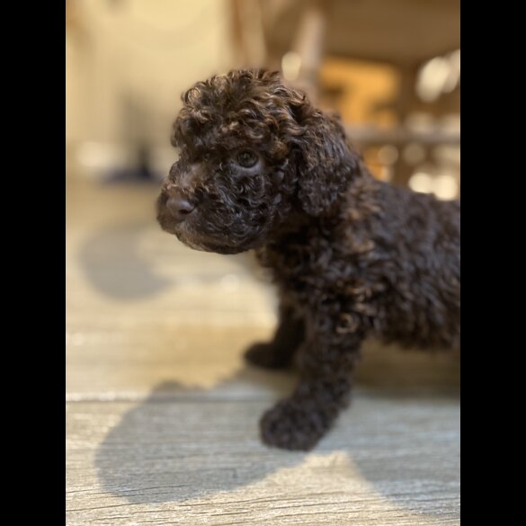 Lagotto Romagnolo - Both