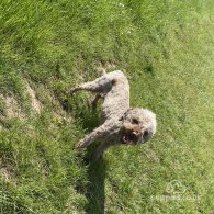 Lagotto Romagnolo - Both