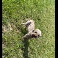 Lagotto Romagnolo - Both