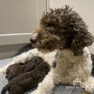 Lagotto Romagnolo - Both