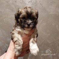 Lhasa Apso - Both