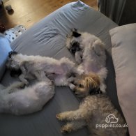 Lhasa Apso - Both