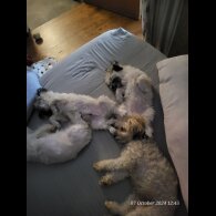 Lhasa Apso - Both