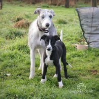 Lurcher - Dogs