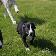 Lurcher - Dogs